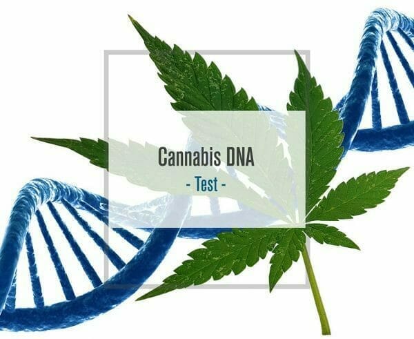 Heritage Cannabis’ (CANN.C) subsidiary Endocanna Health licenses DNA kits for Empower Clinics (CBDT.C)