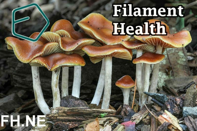 Filament Health (FH.NE): the natural psychedelic company flying under the radar