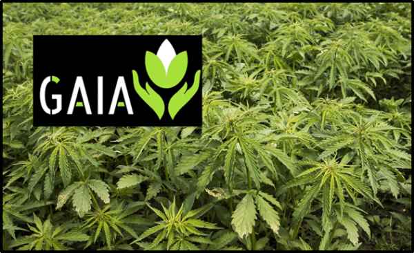 Gaia Grow (GAIA.V) sells hemp, buys cannabis stores