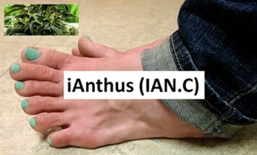 iAnthus’ (IAN.C) “Super Regional Footprint” just grew another toe