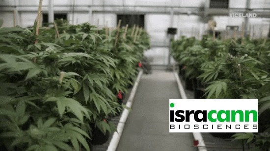 Isracann’s (IPOT.C) JV with a “late stage farm” could double cannabis production in Israel