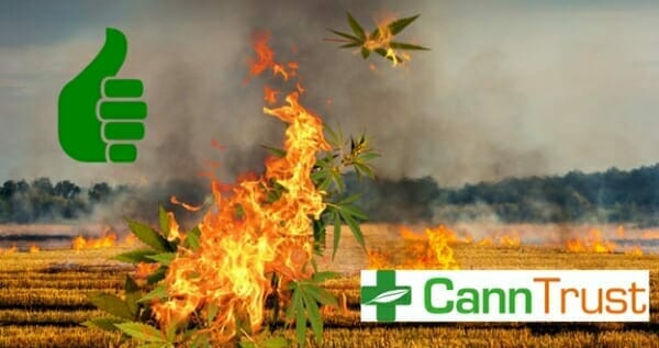 CannTrust (TRST.T) burns $77 million of illegal weed