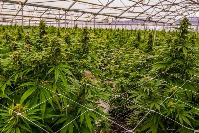 Harborside (HBOR.C) finishes improvements on Salinas cannabis production facility