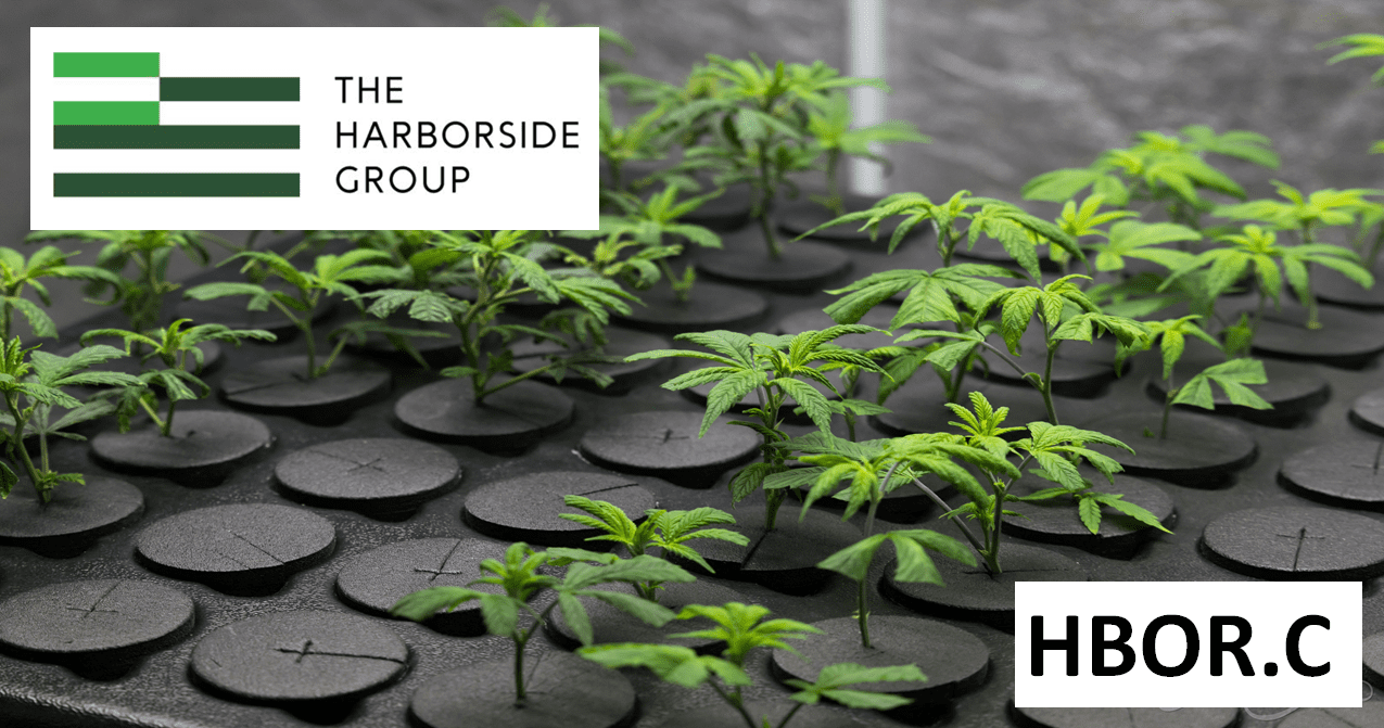 Harborside (HBOR.C) upgrades California grow-op, launches clone sales, pushes rev. projections higher