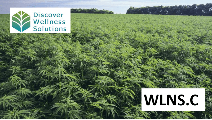Discover Wellness (WLNS.C) enters the $3.5 billion global CBD market with a lean mean business model