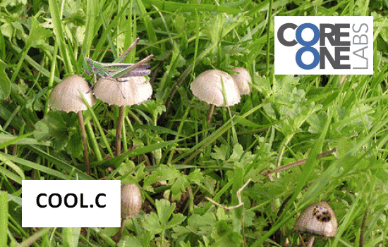 Core One Labs (COOL.C) acquires 100% of a synthetic psilocybin company