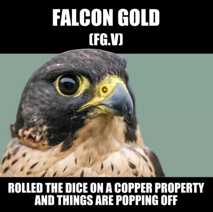 Falcon Gold (FG.V) rolled the dice on a copper deal and, well hello there..