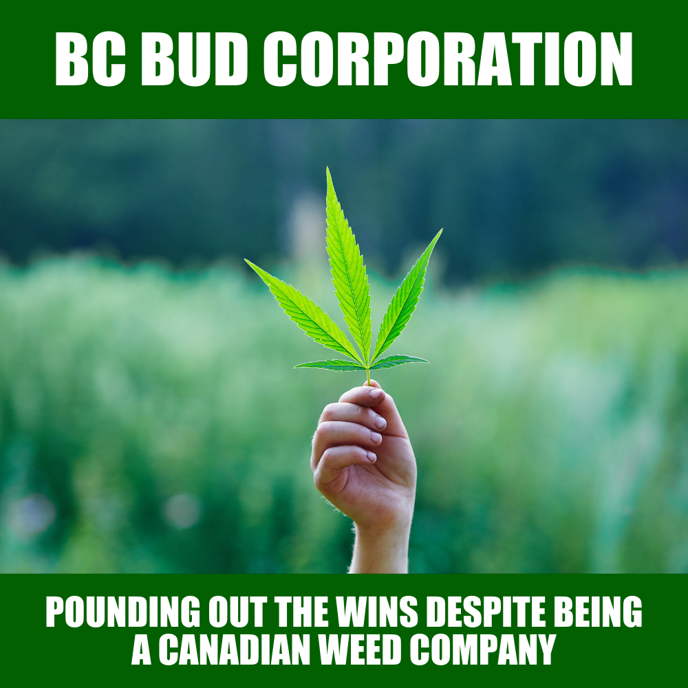BC Bud Corp (BCBC.C) breathes new life into the cannabis space, up 3x in two months